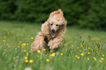 le grand caniche vu de face courant à toute vitesse