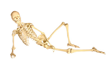 full human skeleton reclined, isolation on white background