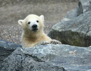 Papier Peint photo autocollant Ours polaire junger Eisbär