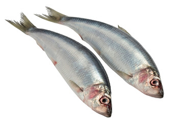 Fresh raw herring isolated on white