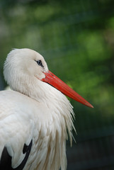 Storch