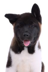 .Akita purebred puppy on white background