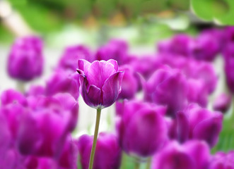 Fototapeta premium Purple tulips background