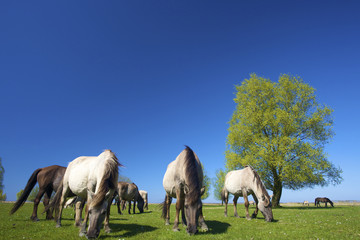 Wild konik horses in summertime grazing in a green meadow - 13702660