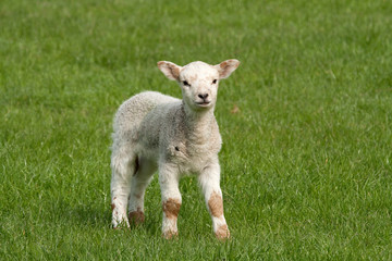 Naklejka na ściany i meble Speckled young lamb yet to develop color