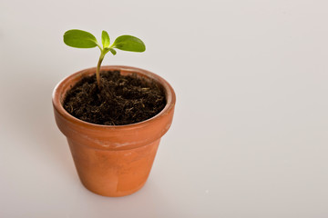 Blumentopf mit kleiner Pflanze