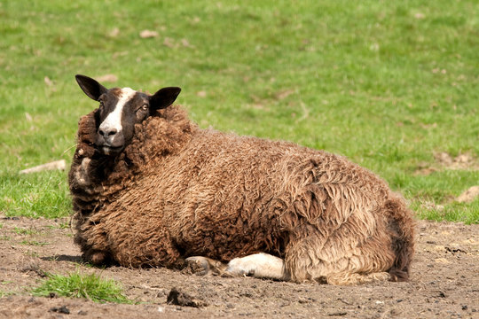 Zwartbles ewe resting