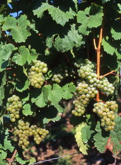 Weintrauben