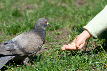 Little child is feeding a bird by hand