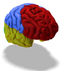 colored brain