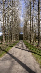 Fototapeta premium country road