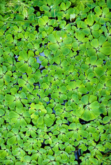 backround from green duckweed in water
