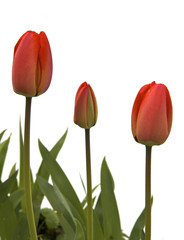 Tulipani rossi su bianco