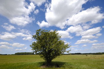 Fototapeta na wymiar Tree on field