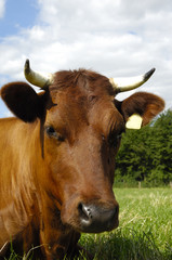 Cow
