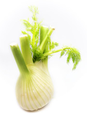Fenchel