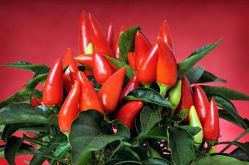 peperoncino rosso