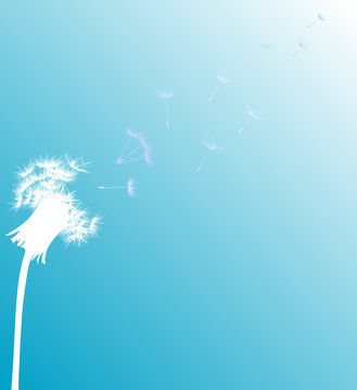 Fototapeta white dandelion on blue