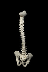 Human spine on black