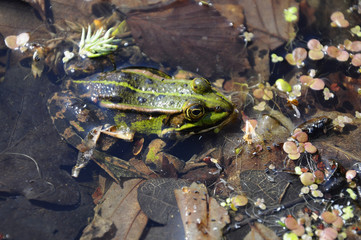 Frosch - Kröte