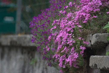 Fototapeta premium fiori viola sul muro