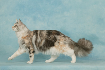 chat maine coon de profil en train de marcher en studio