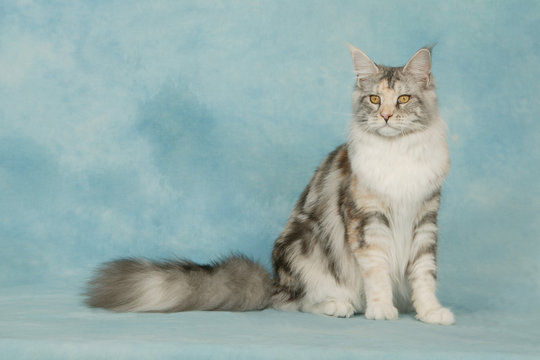 chat maine coon &agrave; queue longue et poilue assis en studio