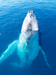 Majestic endangered Humpback whale in the ocean