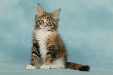 Fototapeta premium chaton maine coon assis en studio - fond bleu - tendresse