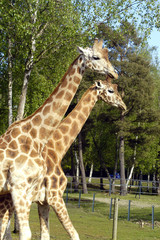Les girafes