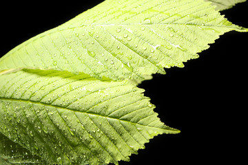 Plant on black background