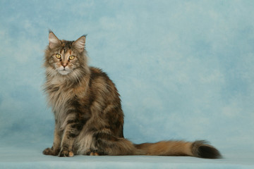 chat maine coon en studio sur fond bleu assis