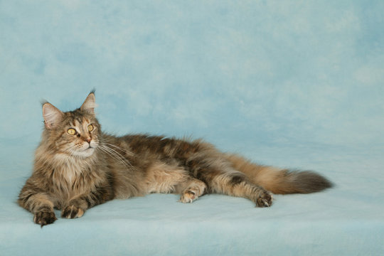chat maine coon allong&eacute; de tout son long sur ses gardes