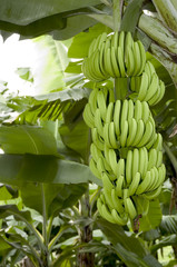 régime de banane dans son bananier