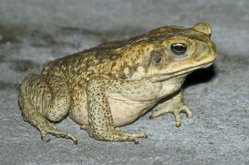 crapaud