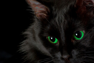 Black cat