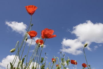 Obraz premium Poppies