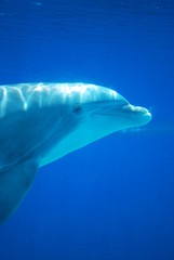 Naklejka premium dolphins