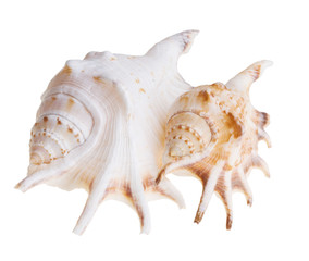 shell