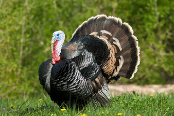 turkey in meadow - 13712884
