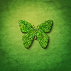 grass butterfly