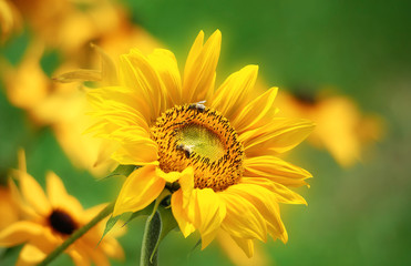 Floral background