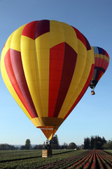 Hot air balloons flying over tulip  field