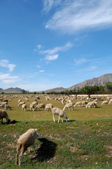 Obraz premium Flock of sheep, spanish farming in Castilla - La Mancha