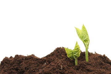 Bean seedlings