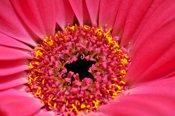 Gerbera