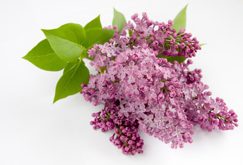 Lilac (Syringa vulgaris)