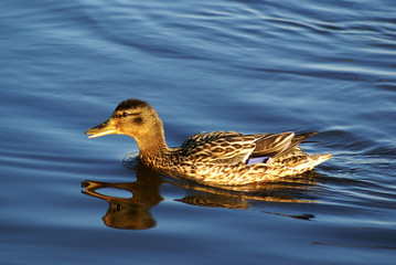 Duck