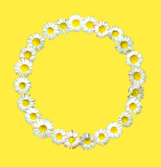 Ring of daisies - Kreis aus Gänseblümchen