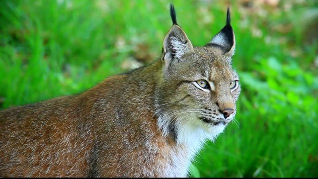 luchs